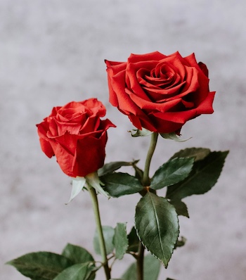 Image of two red roses with stems