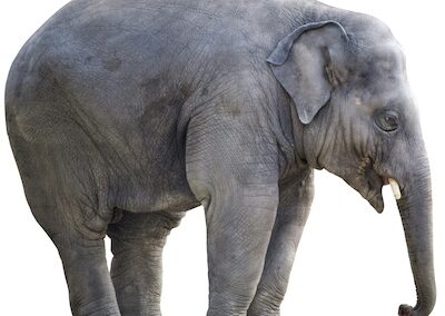 The Elephant and Customer Success